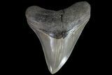Serrated, Fossil Megalodon Tooth - Gorgeous Meg Tooth #78212-1